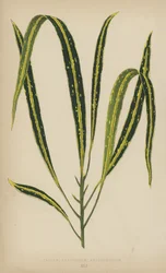 Croton Variegatum Angustifolium